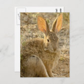 デザートコットンテールウサギ ポストカード (正面/裏面)
