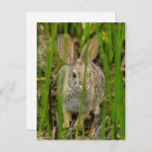 デザートコットンテールウサギ ポストカード (正面/裏面)