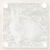 デザートコットンテールガラスコースター ガラスコースター (裏面)