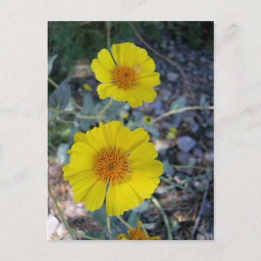 デザートゴールド ポストカード (正面)