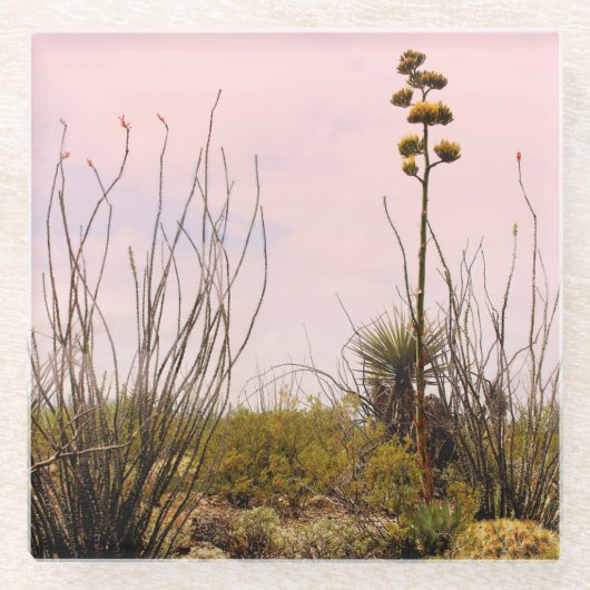 デザートドリームズニューメキシコアガベ&オコティージョ ガラスコースター (正面)