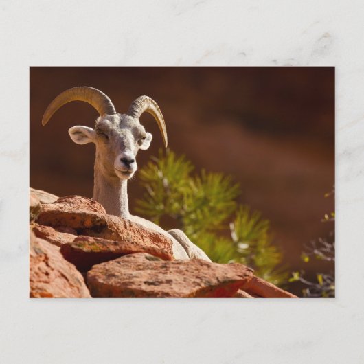 デザートビッグホーン(Ovis canadensis nelsoni) ポストカード (正面)