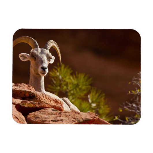 デザートビッグホーン（Ovis canadensis nelsoni） マグネット (横)