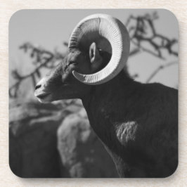 デザートビョーンヒツジ コースター