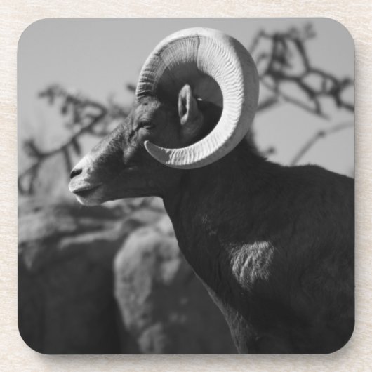 デザートビョーンヒツジ コースター (正面)