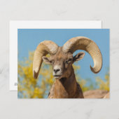 デザートビョーンラム ポストカード (正面/裏面)