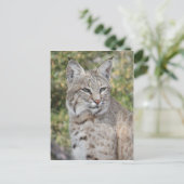 デザートボブキャットポストカード ポストカード (スタンド正面)