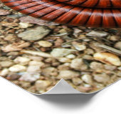 デザートミリペード ポスター (角)