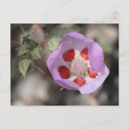 デザート5点葉書 ポストカード (正面)