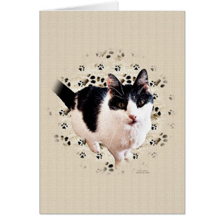 デジタル猫のスケッチ