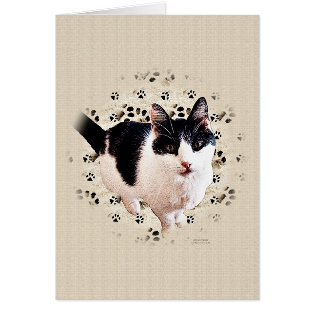 デジタル猫のスケッチ (正面)