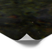 デジャルダンのシルフィンタン(ゼブラソマ・デジャルディニ) ポスター (角)