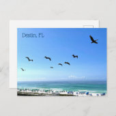 デスティンフロリダペリカンシーサイド海写真 ポストカード (正面/裏面)