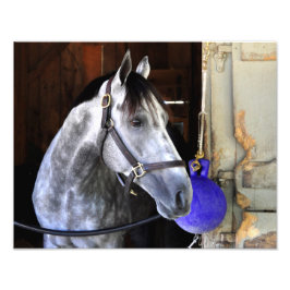 デスティン フォトプリント           