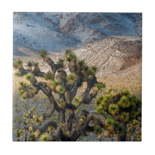 デスバレーの雪 タイル (正面)