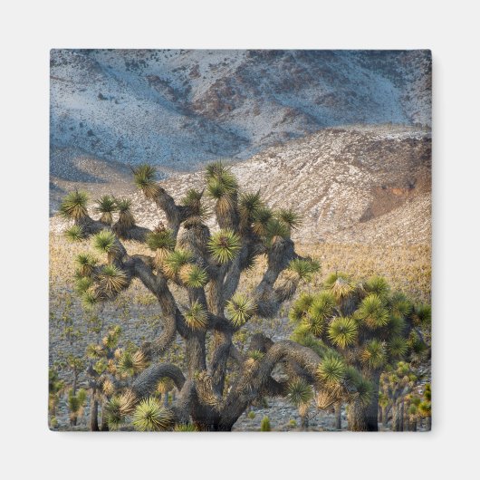 デスバレーの雪 マグネット (正面)