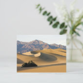 デスバレー砂丘 ポストカード (スタンド正面)