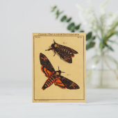 デスヘッドモス ポストカード (スタンド正面)