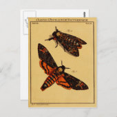 デスヘッドモス ポストカード (正面/裏面)