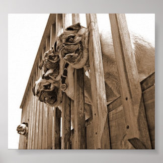 デッキのキャンバス上のすべてのパグ ポスター