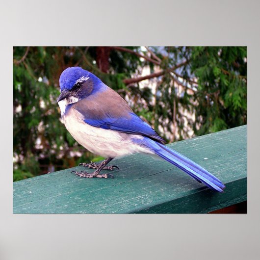 デッキビジター ポスター (正面)