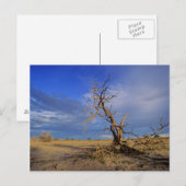 デッドカメルソーン（アカシアエリオロバ）ツリー ポストカード (正面/裏面)