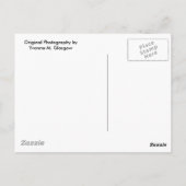 デトロイト動物園の彫像のポストカード ポストカード (裏面)