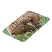 デナリ国立公園グリズリーベアーフォーエージング マグネット (左側)