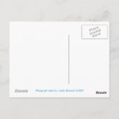 デナリ・アラスカ・デナリ ポストカード (裏面)