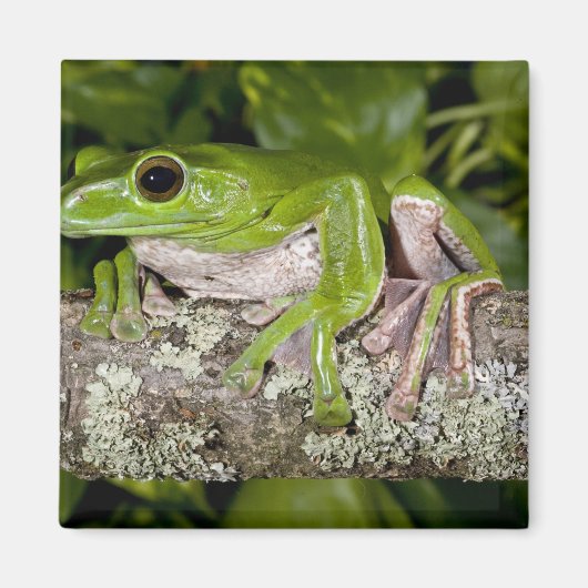 デニスムツアシカエル, Polypedates dennysi ssp, マグネット (正面)
