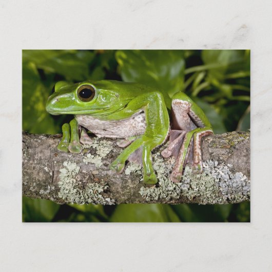 デニスムツアシガエル, Polypedates dennysi ssp, ポストカード (正面)