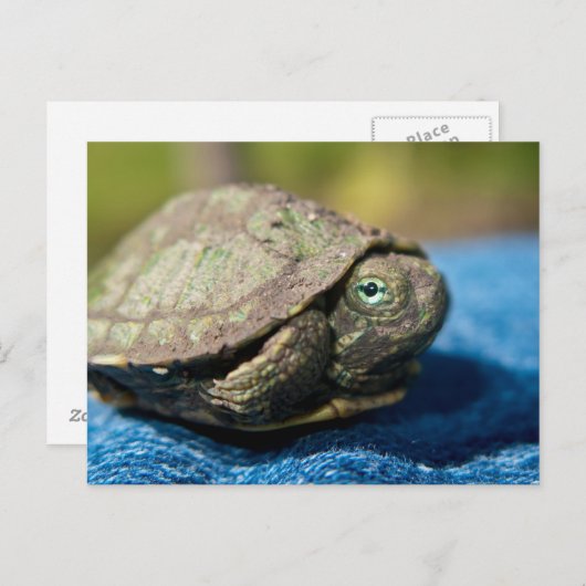 デニムのはがきに登場する亀の巣箱 ポストカード (正面/裏面)