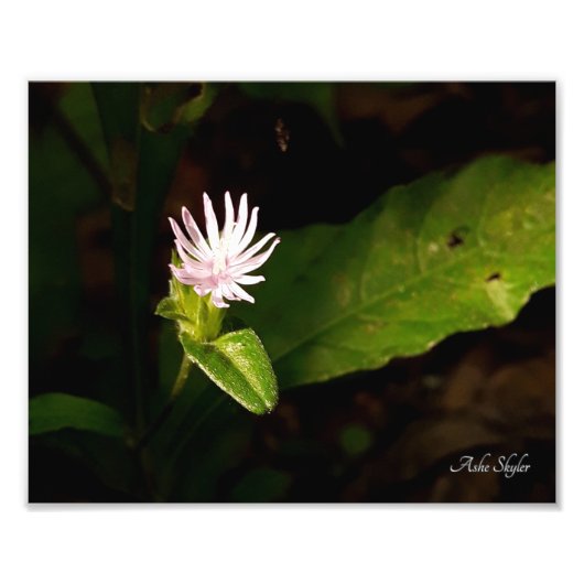 デビュー フォトプリント            (正面)