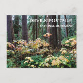 デビルズクラブ、デビルズ後杭国記念碑 ポストカード (正面)