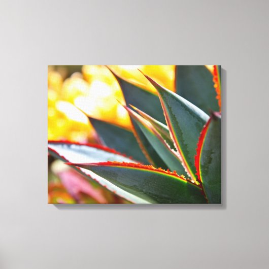 デブラ・リー・ボールドウィンによるアガベ「ブルー・グロー」 キャンバスプリント (正面)