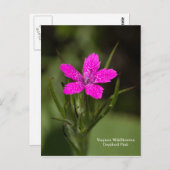 デプットフォードピンクバージニアワイルドフラワーフローラポストカード ポストカード (正面/裏面)