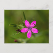 デプットフォードピンクワイルドフラワーフローラはがき ポストカード (正面)