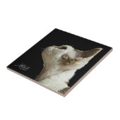 デボンのレックスの子ネコ タイル (側面)