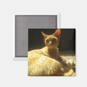 デボンレックスオレンジ マグネット (正面/裏面)