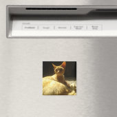 デボンレックスオレンジ マグネット (インサイチュ (食洗機))