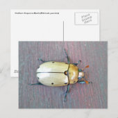 デマのカブトムシ(Pelidnotaのpunctata)シリーズ ポストカード (正面/裏面)