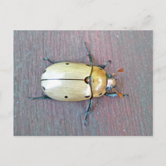 デマのカブトムシ(Pelidnotaのpunctata)シリーズ ポストカード (正面)