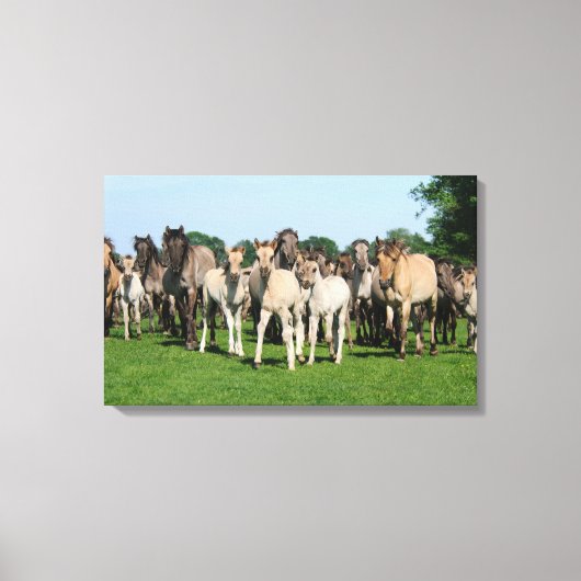 デュエルメンポニーの野生の群れ敵。 キャンバスプリント (正面)