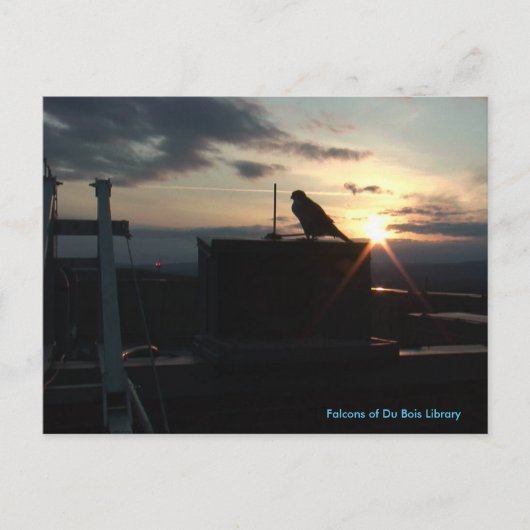 デュボイス書庫のはがきの《鳥》ハヤブサ ポストカード (正面)