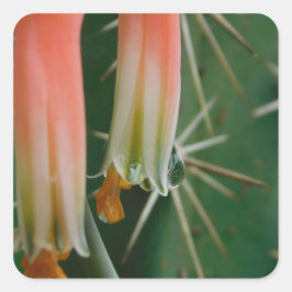 デューオンアロエ開花 スクエアシール