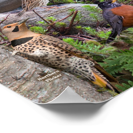 デラウェアの裏庭 ポスター (角)