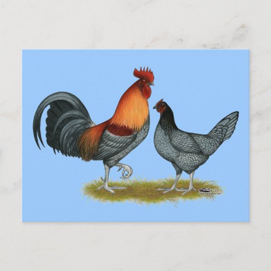 デラウェアブルーヘン ポストカード (正面)