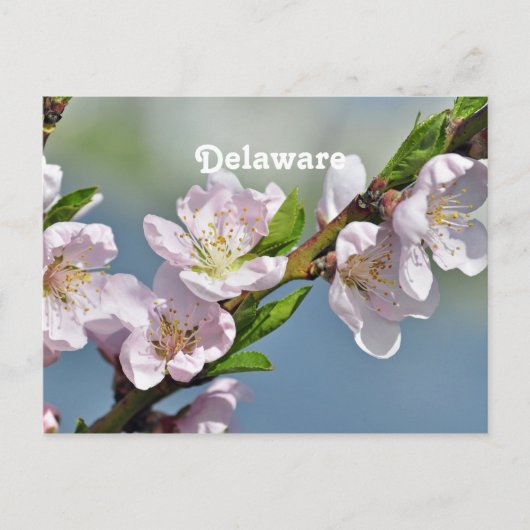 デラウェア ポストカード (正面)