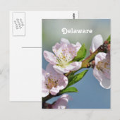 デラウェア ポストカード (正面/裏面)