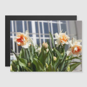 デリケートな可愛い水仙春 (正面/裏面)